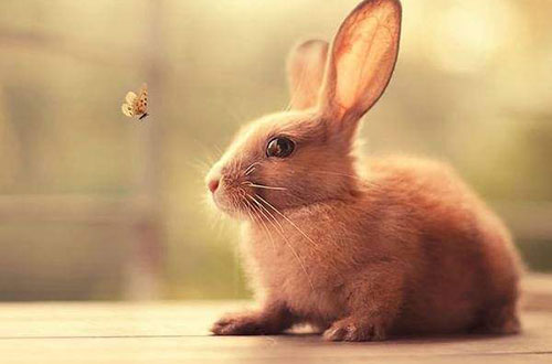 梦见抓兔子是什么预兆 周公解梦梦到抓兔子