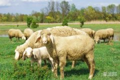 生肖羊一生幸运的颜色介绍，哪些颜色适合属羊人？