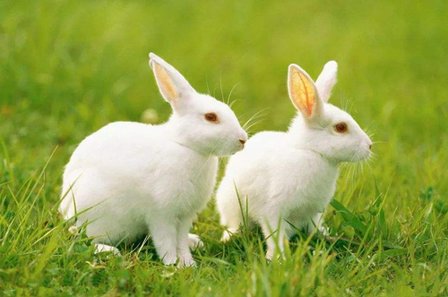 属兔是哪年出生的 属兔年份对照表