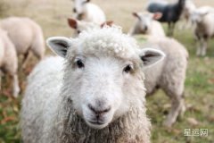 67年属羊人的车牌带什么数字会有旺财效果？